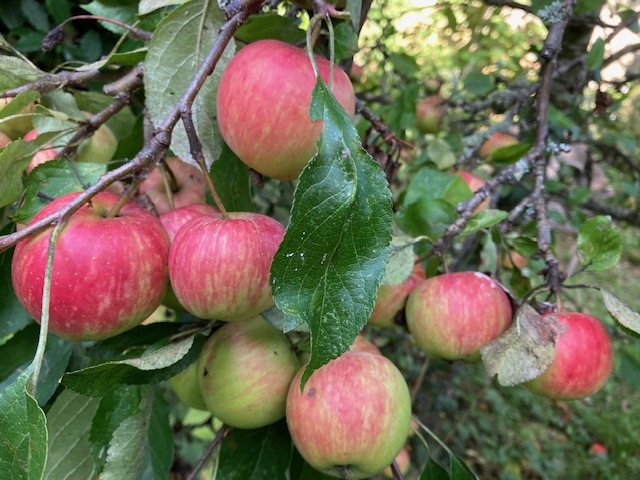 Tree of the Month - Apple